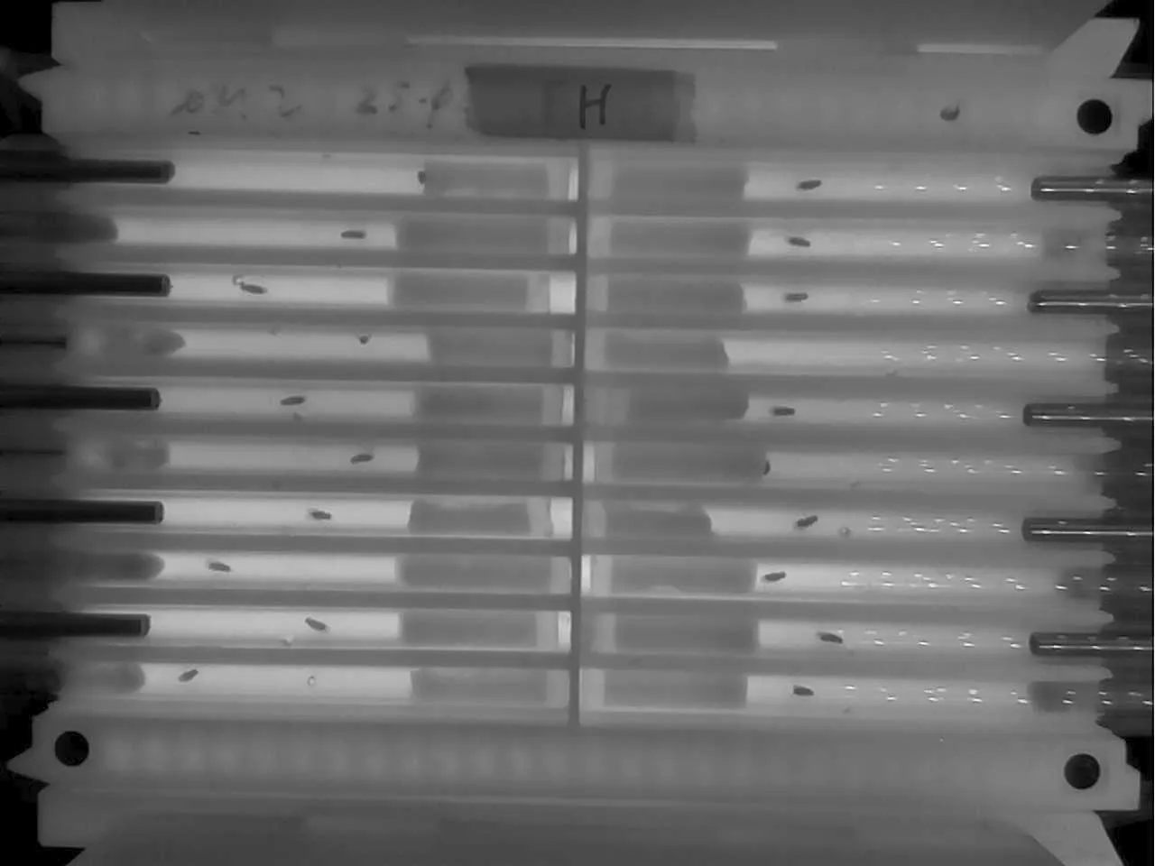 Camera view of a 20-tube arena on an mAGO module